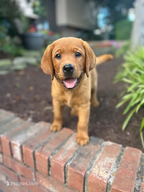 River  – Labrador Retriever puppy for sale in Denton, MD