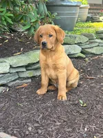 River , a male Labrador Retriever for sale in Denton, MD – 9 of 10