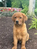 River , a male Labrador Retriever for sale in Denton, MD – 7 of 10