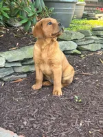 River , a male Labrador Retriever for sale in Denton, MD – 5 of 10