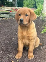 River , a male Labrador Retriever for sale in Denton, MD – 4 of 10