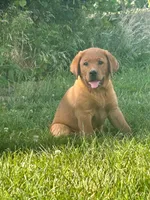 River , a male Labrador Retriever for sale in Denton, MD – 10 of 10