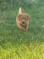 River , a male Labrador Retriever for sale in Denton, MD – 3 of 10