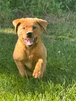 River , a male Labrador Retriever for sale in Denton, MD – 6 of 10
