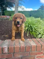 River , a male Labrador Retriever for sale in Denton, MD – 2 of 10