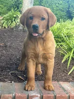 River , a male Labrador Retriever for sale in Denton, MD – 8 of 10