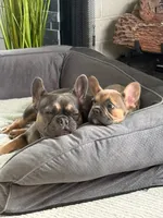 French bulldog carries fluffy, a female French Bulldog for sale in Princeton, NC – 3 of 7