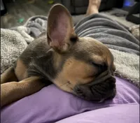 French bulldog carries fluffy, a female French Bulldog for sale in Princeton, NC – 2 of 7