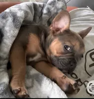 French bulldog carries fluffy, a female French Bulldog for sale in Princeton, NC – 5 of 7