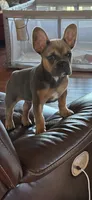 French bulldog carries fluffy, a female French Bulldog for sale in Princeton, NC – 7 of 7