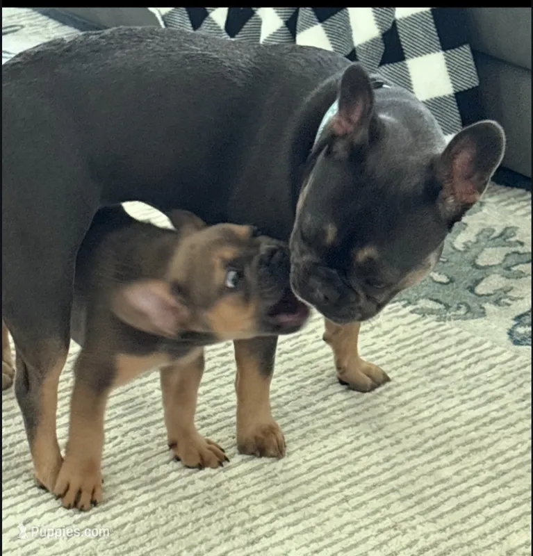 French bulldog carries fluffy – French Bulldog puppy for sale in Princeton, NC