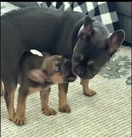 French bulldog carries fluffy, a female French Bulldog for sale in Princeton, NC – 1 of 7