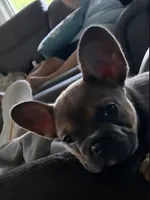 French bulldog carries fluffy, a female French Bulldog for sale in Princeton, NC – 4 of 7