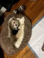 Bump, a male Maltipoo and Bichpoo for sale in Edison, NJ – Photo 4 of 7