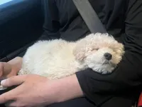 Bump, a male Maltipoo and Bichpoo for sale in Edison, NJ – Photo 5 of 7