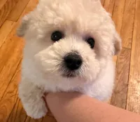 Bump, a male Maltipoo and Bichpoo for sale in Edison, NJ – Photo 1 of 7
