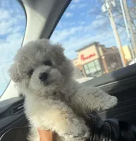 Bump, a male Maltipoo and Bichpoo for sale in Edison, NJ – Photo 7 of 7