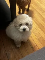 Bump, a male Maltipoo and Bichpoo for sale in Edison, NJ – Photo 6 of 7