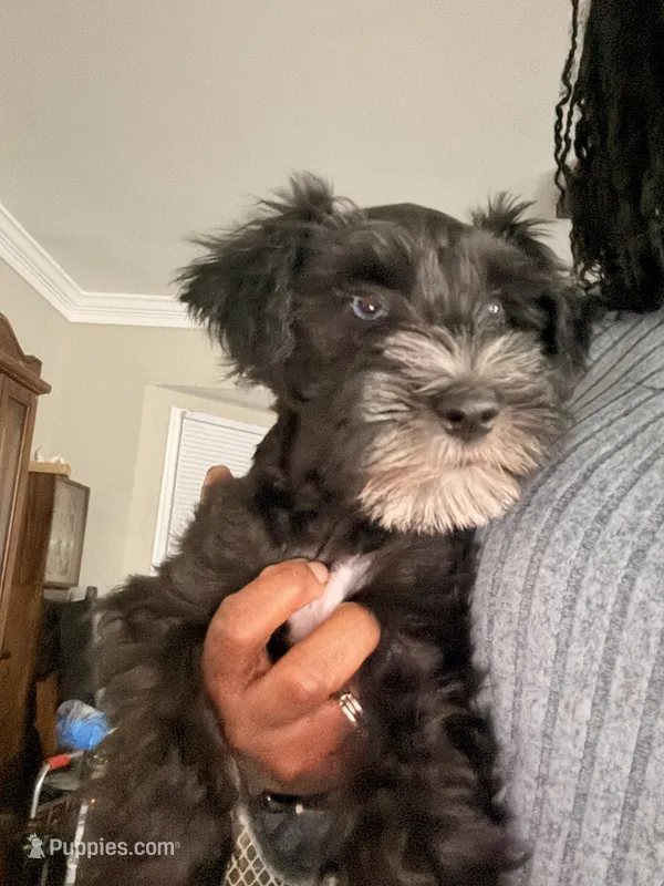Puppy 1 – Miniature Schnauzer puppy for sale in Chester, VA