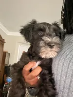 Puppy 1, a male Miniature Schnauzer for sale in Chester, VA – 1 of 8