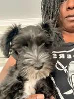 Puppy 1, a male Miniature Schnauzer for sale in Chester, VA – 8 of 8