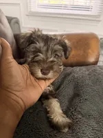 Puppy 2, a male Miniature Schnauzer for sale in Chester, VA – 8 of 8