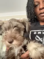 Puppy 2, a male Miniature Schnauzer for sale in Chester, VA – 6 of 8