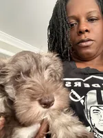 Puppy 2, a male Miniature Schnauzer for sale in Chester, VA – 7 of 8