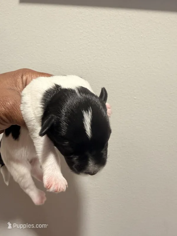 Puppy 3 – Miniature Schnauzer puppy for sale in Chester, VA