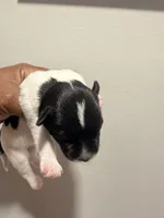 Puppy 3, a male Miniature Schnauzer for sale in Chester, VA – Photo 1 of 2