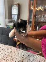 Puppy 3, a male Miniature Schnauzer for sale in Chester, VA – 2 of 5