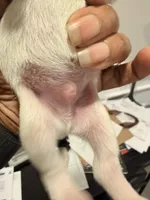 Puppy 3, a male Miniature Schnauzer for sale in Chester, VA – Photo 2 of 2