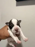 Puppy 5, a male Miniature Schnauzer for sale in Chester, VA – Photo 1 of 3