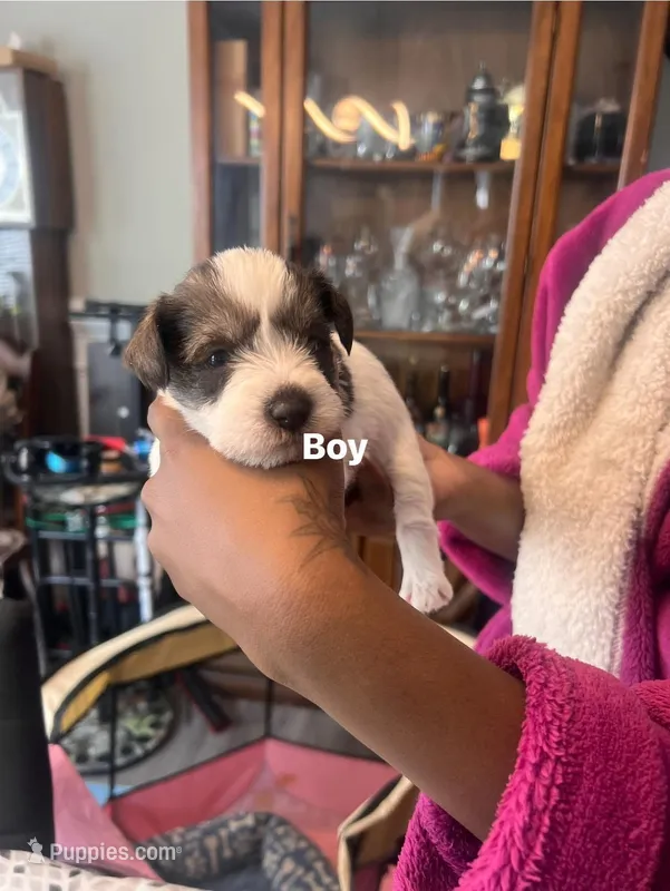Puppy 5 – Miniature Schnauzer puppy for sale in Chester, VA