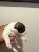 Puppy 5, a male Miniature Schnauzer for sale in Chester, VA – Photo 2 of 3