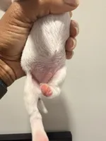 Puppy 5, a male Miniature Schnauzer for sale in Chester, VA – Photo 3 of 3