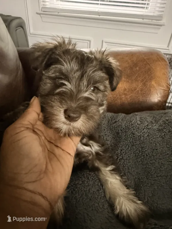 Puppy 2 – Miniature Schnauzer puppy for sale in Chester, VA