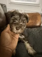 Puppy 2, a male Miniature Schnauzer for sale in Chester, VA – 2 of 8