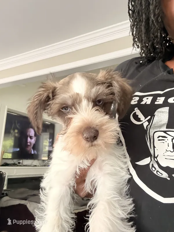 Puppy 5 – Miniature Schnauzer puppy for sale in Chester, VA
