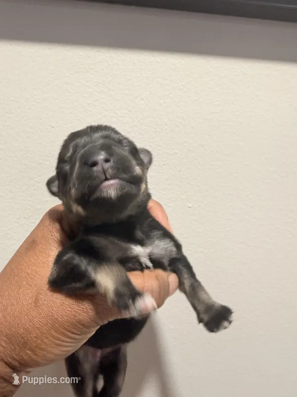 Puppy 4 – Miniature Schnauzer puppy for sale in Chester, VA