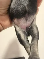 Puppy 4, a female Miniature Schnauzer for sale in Chester, VA – Photo 3 of 3