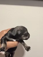 Puppy 4, a female Miniature Schnauzer for sale in Chester, VA – Photo 2 of 3