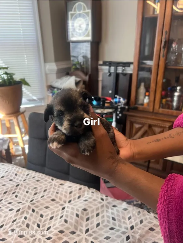 Puppy 4 – Miniature Schnauzer puppy for sale in Chester, VA