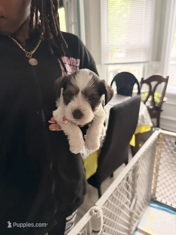 Puppy 5 – Miniature Schnauzer puppy for sale in Chester, VA