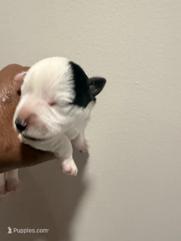 Puppy 6 – Miniature Schnauzer puppy for sale in Chester, VA