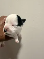 Puppy 6, a female Miniature Schnauzer for sale in Chester, VA – Photo 1 of 3