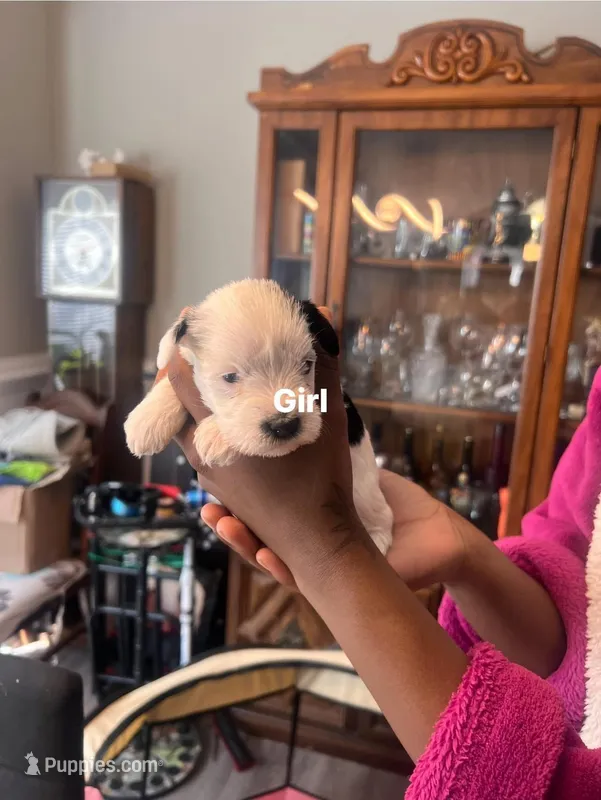 Puppy 6 – Miniature Schnauzer puppy for sale in Chester, VA