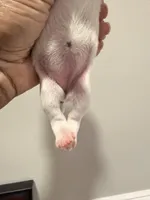 Puppy 6, a female Miniature Schnauzer for sale in Chester, VA – Photo 3 of 3