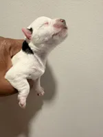 Puppy 6, a female Miniature Schnauzer for sale in Chester, VA – Photo 2 of 3