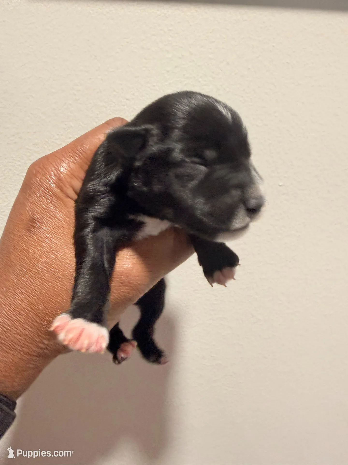 Puppy 1 – Miniature Schnauzer puppy for sale in Chester, VA
